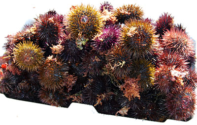 Sequestro ricci 1maggio 2013web