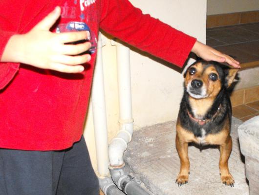 canino