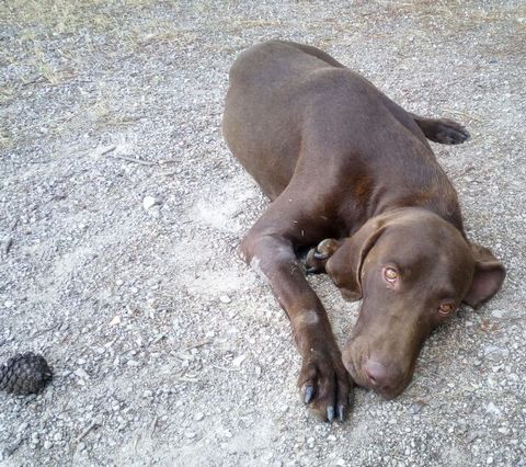 cane2