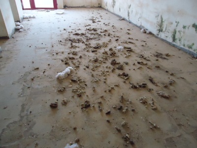 cani geront1