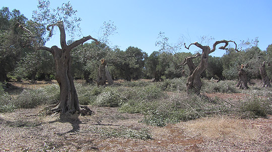sarparea 01