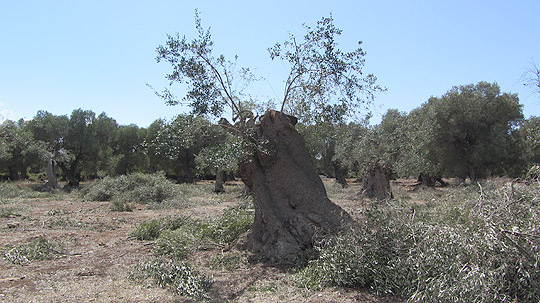 sarparea 03