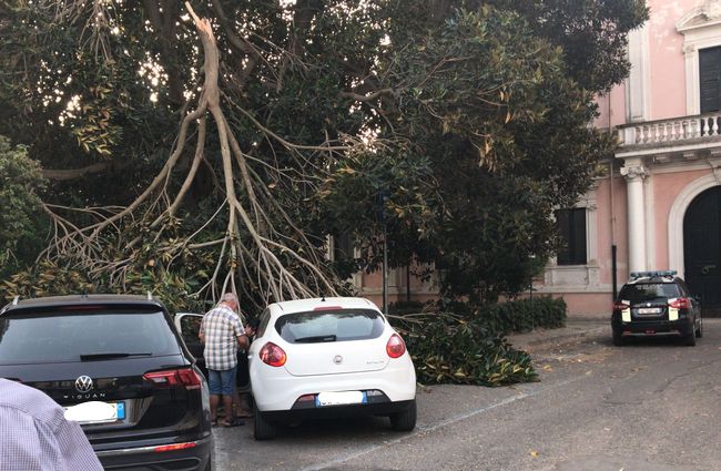 albero caduto