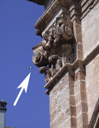 UFO NERITONENSIS