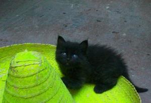 micio2