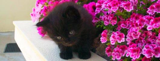 micio3