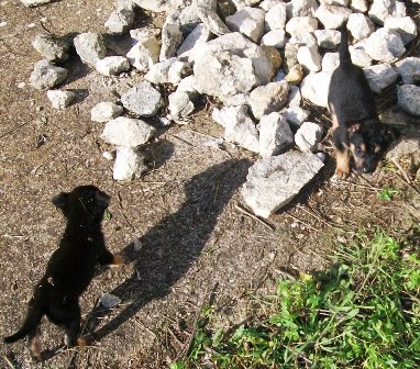 cuccioli cercano padroni