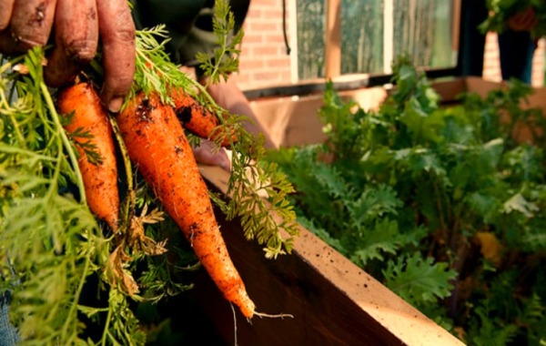 urban-gardening-gli-orti-sui-tetti-3